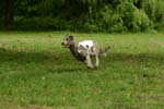 Swierklaniec 7VI09 Coursing 079