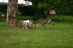 Swierklaniec 7VI09 Coursing 080