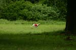 Swierklaniec 7VI09 Coursing 081