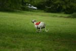 Swierklaniec 7VI09 Coursing 082