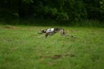 Swierklaniec 7VI09 Coursing 083