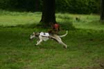 Swierklaniec 7VI09 Coursing 084