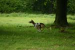 Swierklaniec 7VI09 Coursing 085