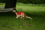 Swierklaniec 7VI09 Coursing 086