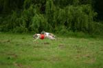 Swierklaniec 7VI09 Coursing 087