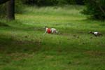 Swierklaniec 7VI09 Coursing 088