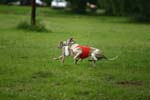 Swierklaniec 7VI09 Coursing 089