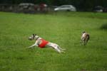 Swierklaniec 7VI09 Coursing 090