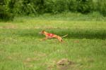 Swierklaniec 7VI09 Coursing 092