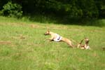Swierklaniec 7VI09 Coursing 094