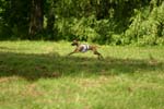 Swierklaniec 7VI09 Coursing 095