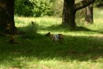 Swierklaniec 7VI09 Coursing 096