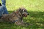 Swierklaniec 7VI09 Coursing 097