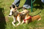 Swierklaniec 7VI09 Coursing 098