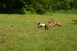 Swierklaniec 7VI09 Coursing 099
