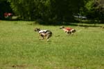 Swierklaniec 7VI09 Coursing 102