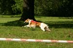 Swierklaniec 7VI09 Coursing 103