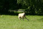 Swierklaniec 7VI09 Coursing 105