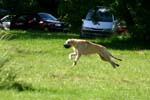 Swierklaniec 7VI09 Coursing 106