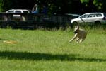 Swierklaniec 7VI09 Coursing 107