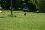 Swierklaniec 7VI09 Coursing 108