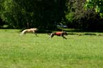 Swierklaniec 7VI09 Coursing 109