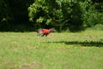 Swierklaniec 7VI09 Coursing 110
