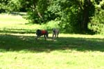 Swierklaniec 7VI09 Coursing 111