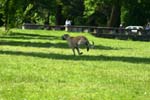 Swierklaniec 7VI09 Coursing 113