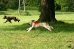Swierklaniec 7VI09 Coursing 114