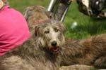 Swierklaniec 7VI09 Coursing 117