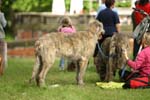 Swierklaniec 7VI09 Coursing 120