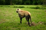 Swierklaniec 7VI09 Coursing 122