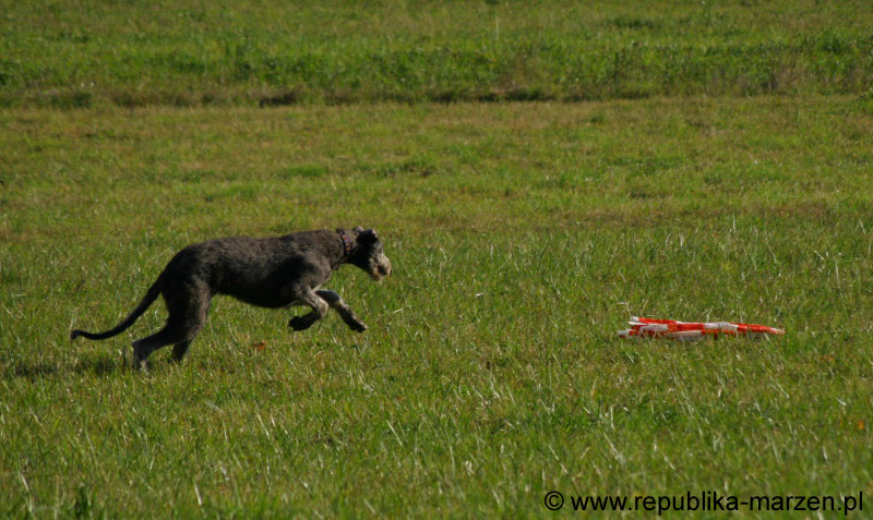IMG_9398 Tullamore Cup 08