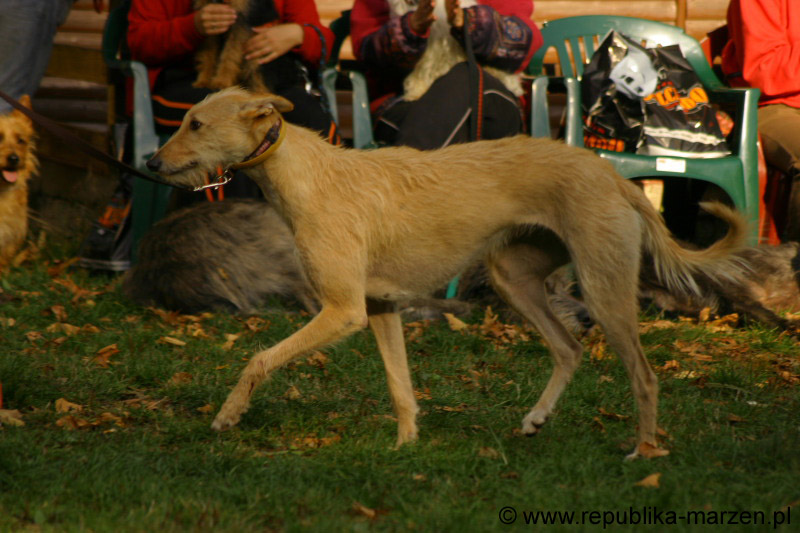 IMG_9713 Tullamore Cup 08