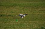 IMG_9406 Tullamore Cup 08
