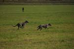 IMG_9514 Tullamore Cup 08