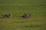 IMG_9573 Tullamore Cup 08