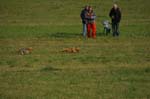 IMG_9604 Tullamore Cup 08