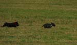 IMG_9614 Tullamore Cup 08