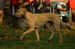 IMG_9713 Tullamore Cup 08