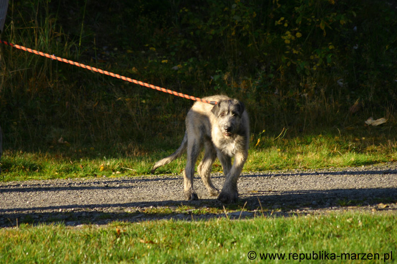 IMG_8342 Tullamore Cup 08