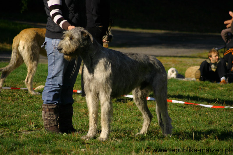 IMG_8464 Tullamore Cup 08