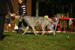 IMG_8442 Tullamore Cup 08