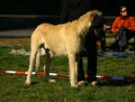 IMG_8465 Tullamore Cup 08
