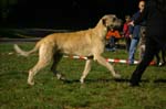 IMG_8492 Tullamore Cup 08