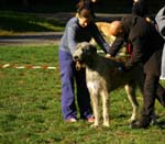 IMG_8513 Tullamore Cup 08