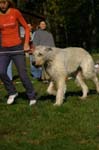 IMG_8590 Tullamore Cup 08
