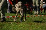 IMG_8665 Tullamore Cup 08