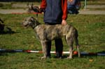 IMG_8715 Tullamore Cup 08